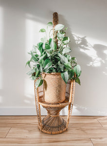 CHILD SIZE PEACOCK CHAIR
